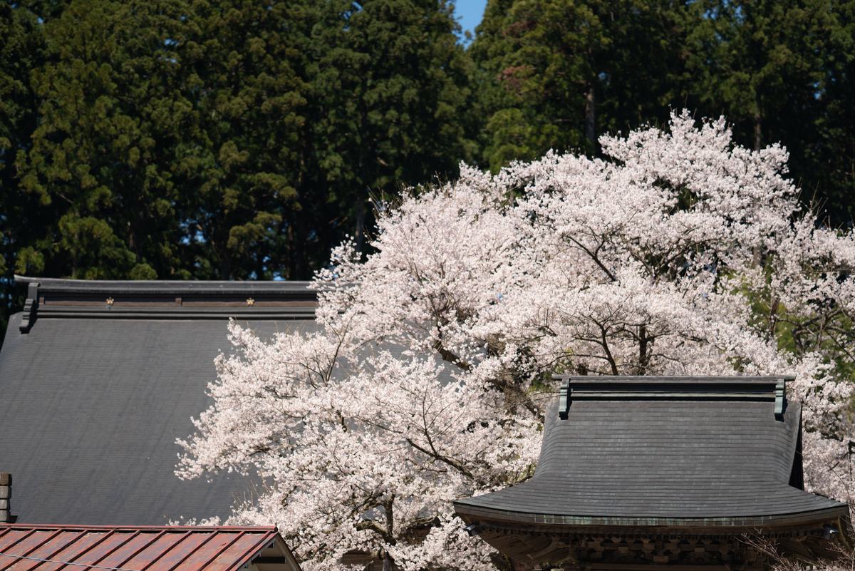 f:id:Paradisia:20190413205600j:plain