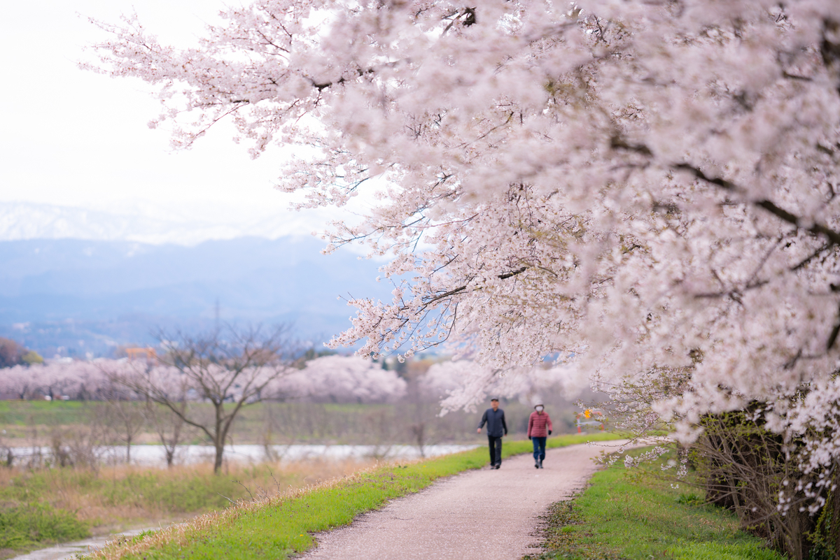 f:id:Paradisia:20190415075513j:plain