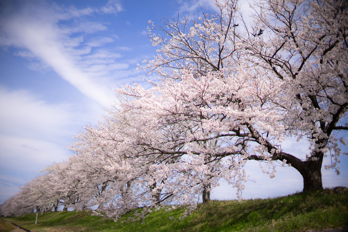 f:id:Paradisia:20190415080018j:plain