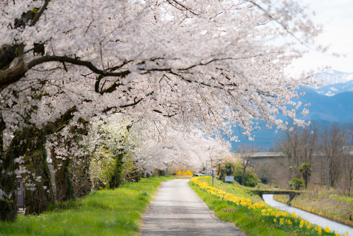 f:id:Paradisia:20190415080551j:plain