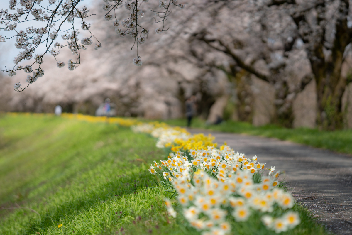 f:id:Paradisia:20190415080607j:plain