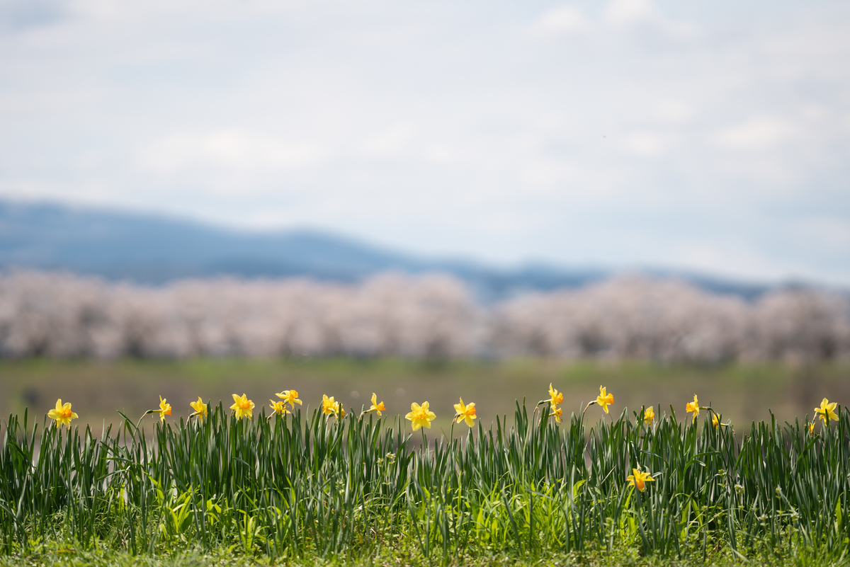 f:id:Paradisia:20190415080626j:plain