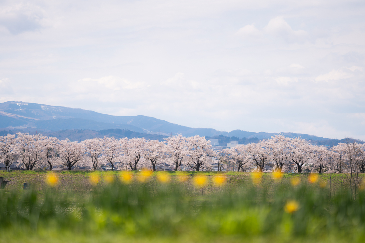 f:id:Paradisia:20190415080644j:plain