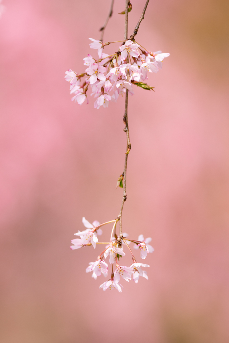 f:id:Paradisia:20190415184310j:plain