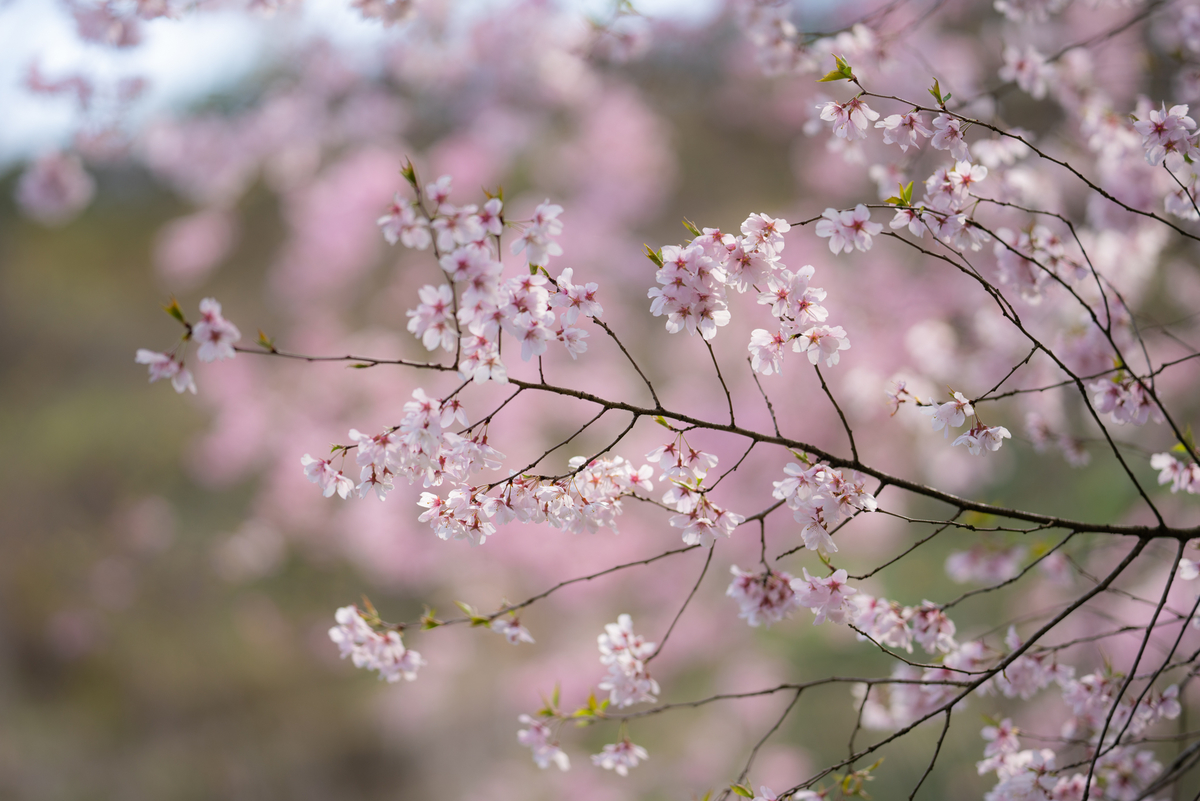 f:id:Paradisia:20190415184352j:plain