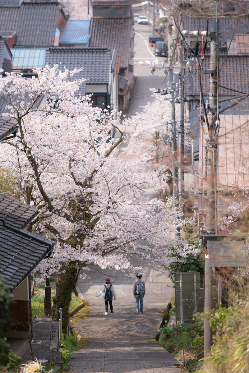 f:id:Paradisia:20190415184440j:plain