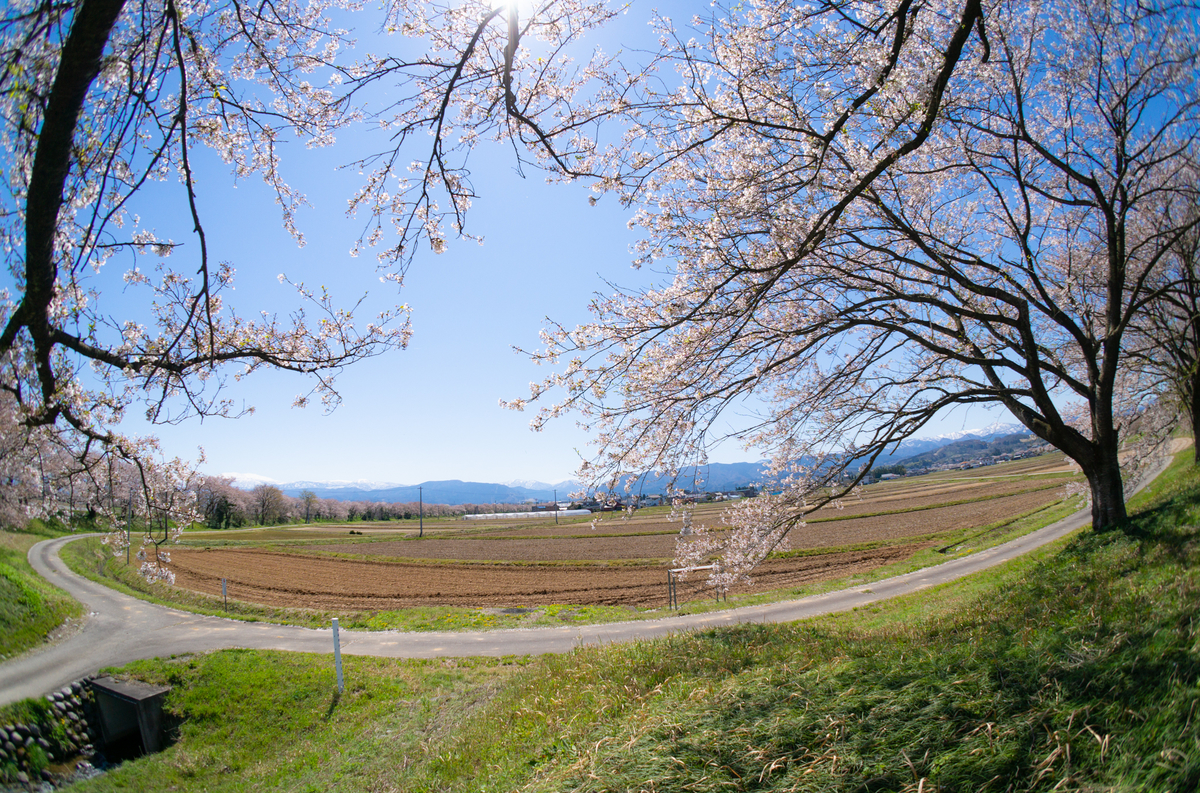 f:id:Paradisia:20190416145136j:plain