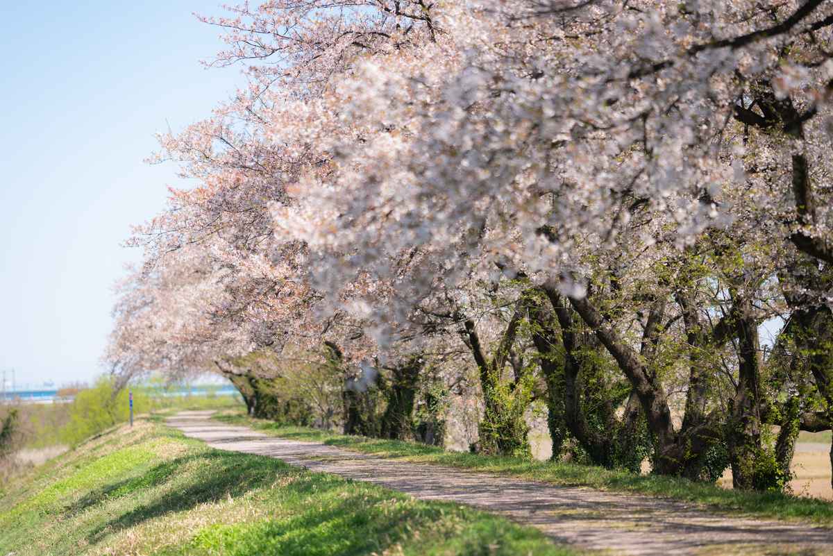 f:id:Paradisia:20190416150216j:plain