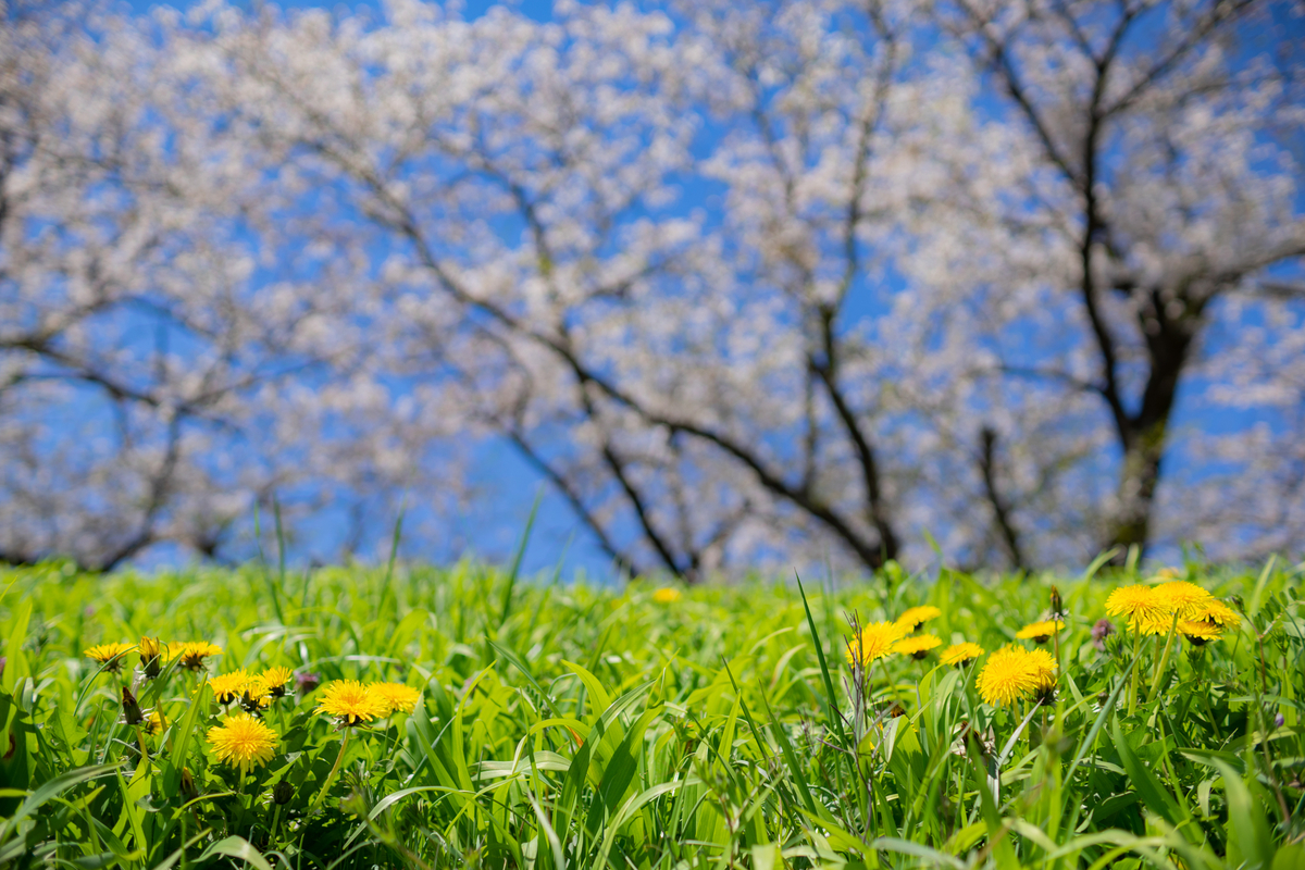 f:id:Paradisia:20190416151438j:plain