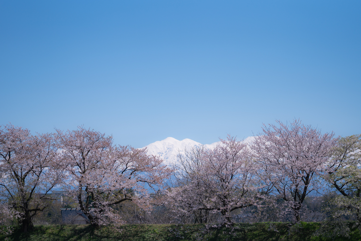 f:id:Paradisia:20190416151510j:plain