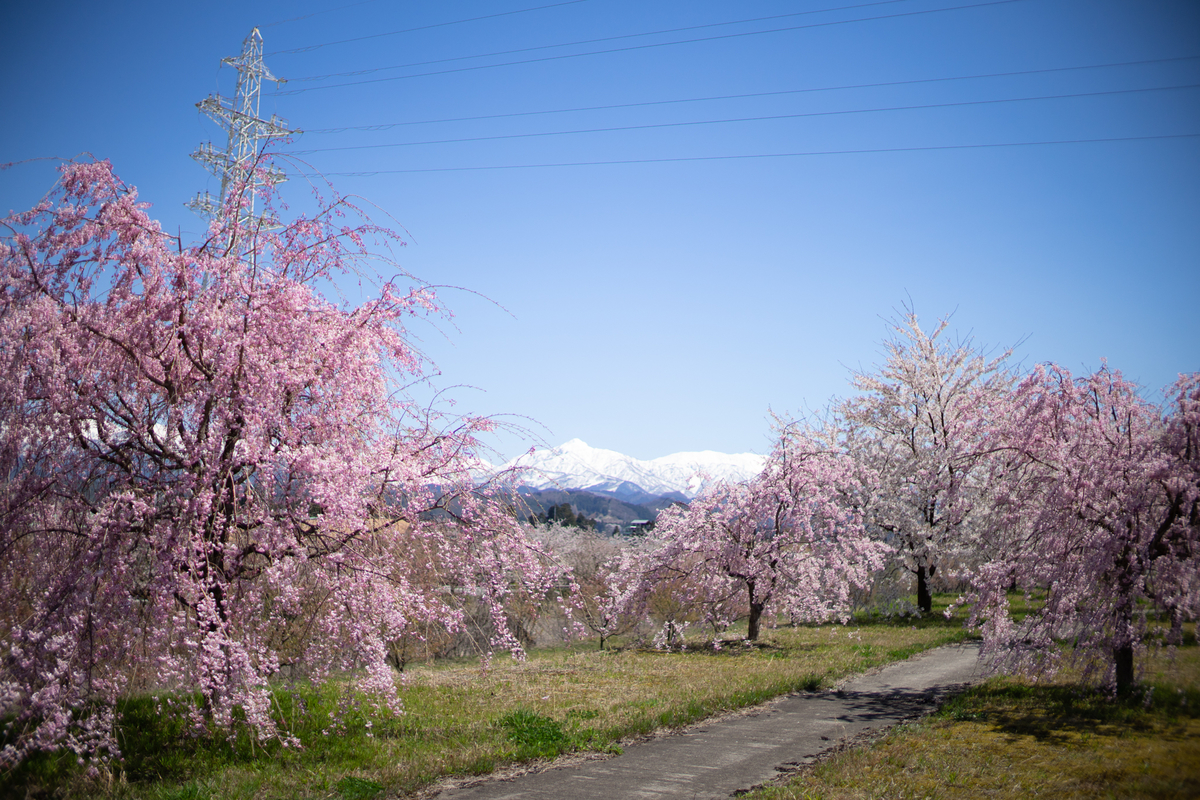 f:id:Paradisia:20190416171038j:plain