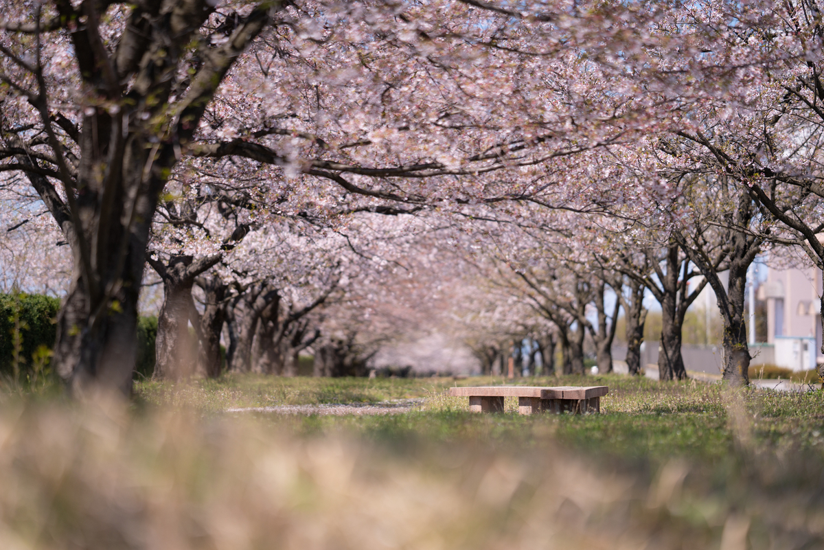 f:id:Paradisia:20190416171059j:plain
