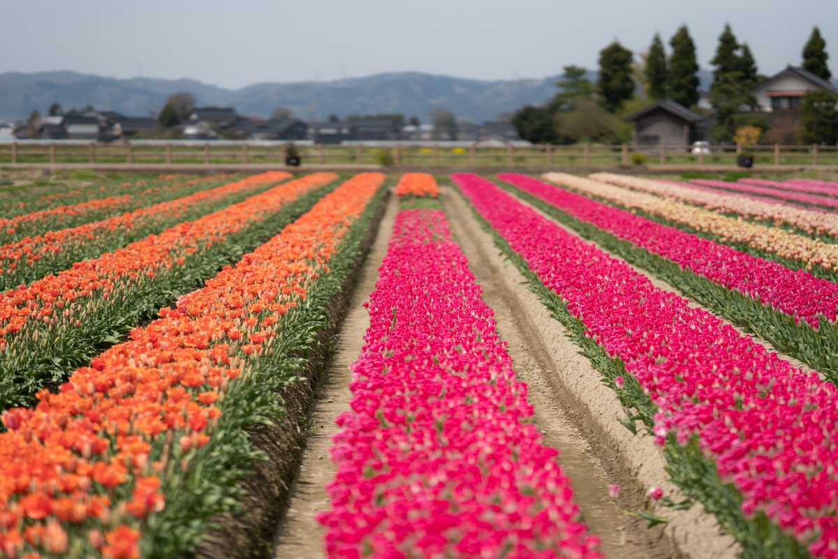 f:id:Paradisia:20190417165117j:plain f:id:Paradisia:20190417165117j:plain