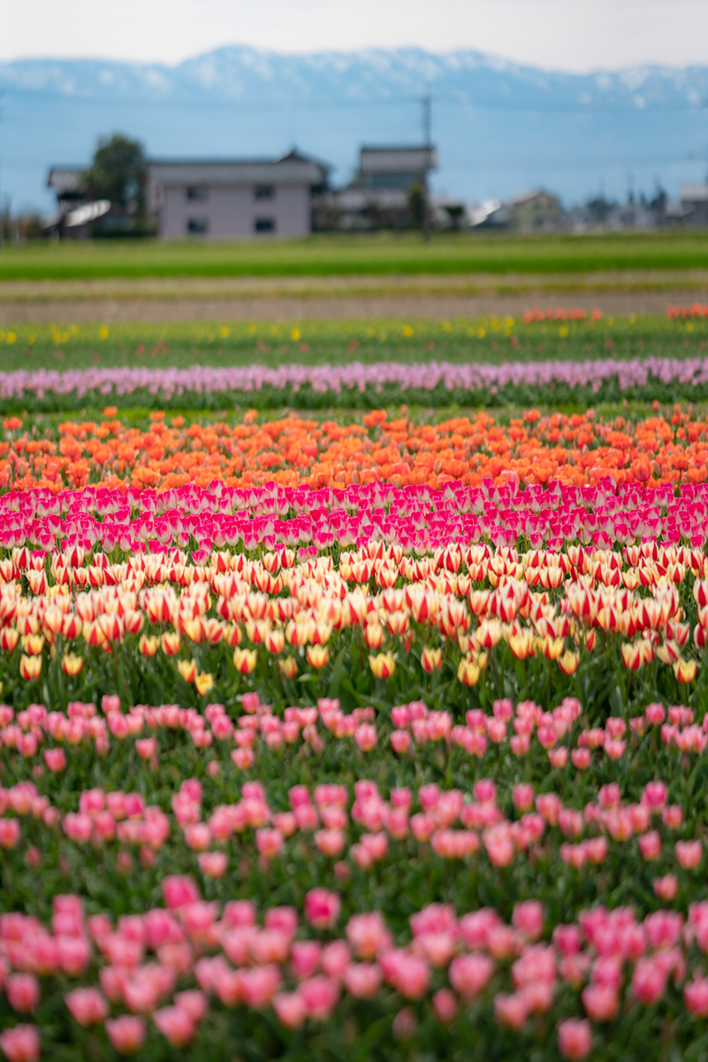 f:id:Paradisia:20190417165141j:plain f:id:Paradisia:20190417165141j:plain