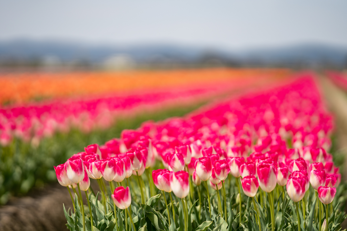 f:id:Paradisia:20190417165238j:plain f:id:Paradisia:20190417165238j:plain