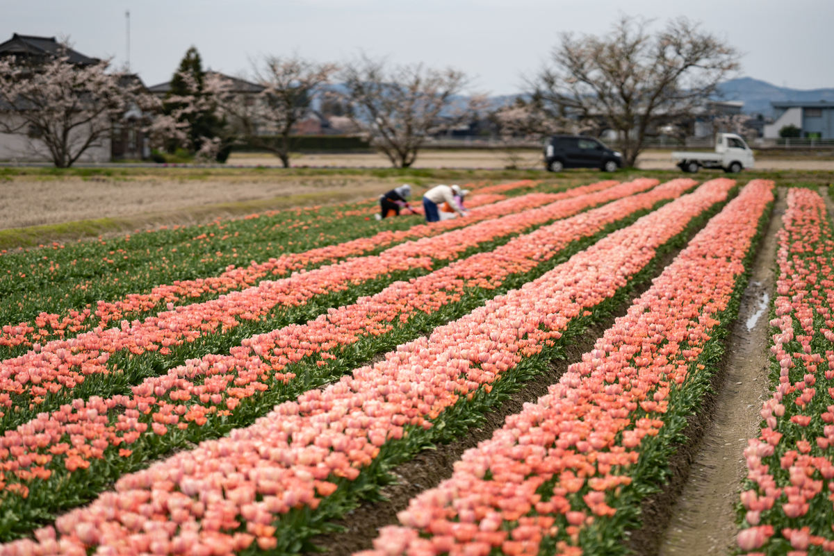 f:id:Paradisia:20190417165253j:plain f:id:Paradisia:20190417165253j:plain