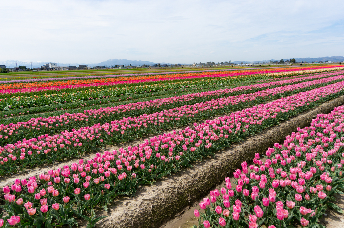 f:id:Paradisia:20190418062608j:plain f:id:Paradisia:20190418062608j:plain