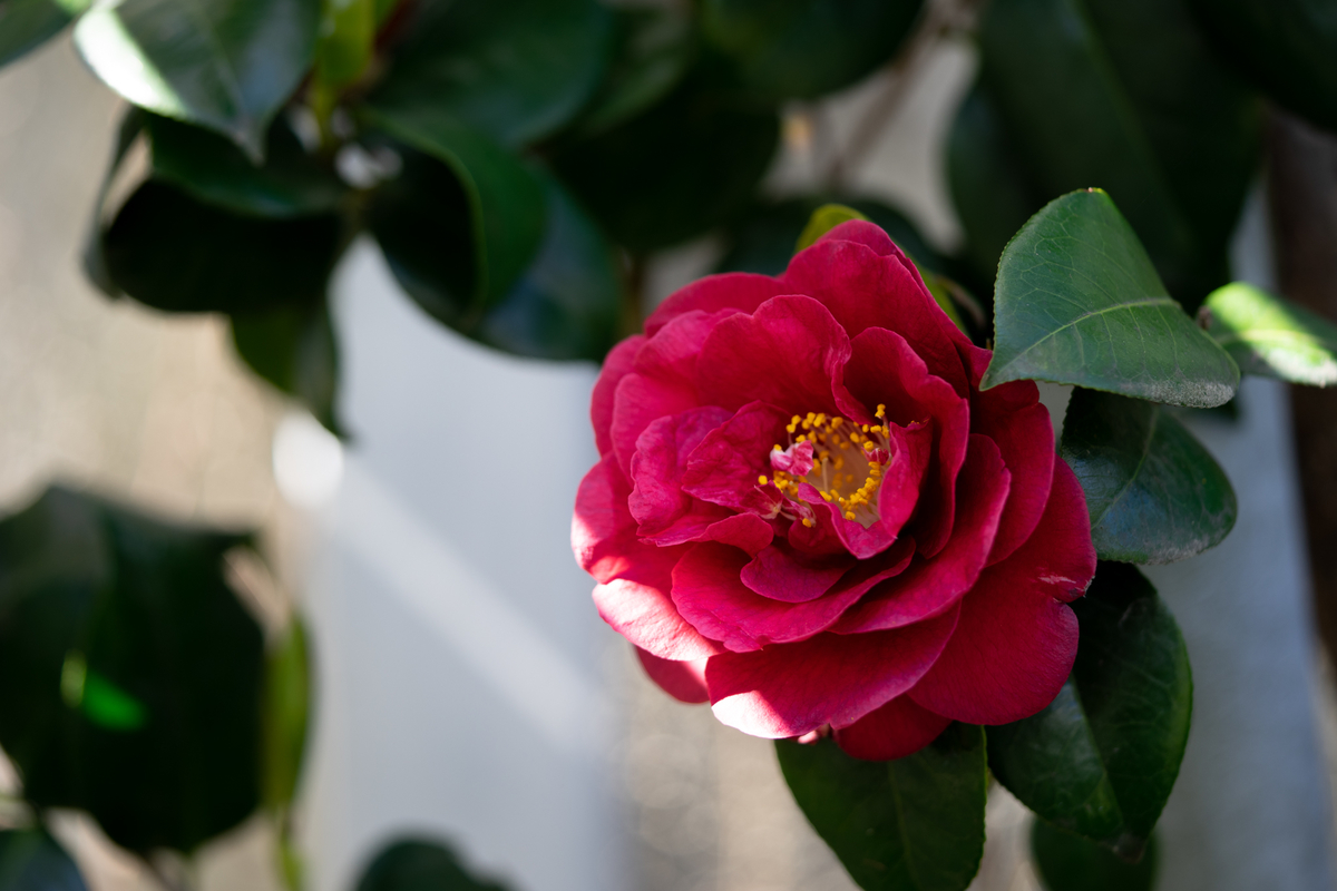 f:id:Paradisia:20190418163228j:plain