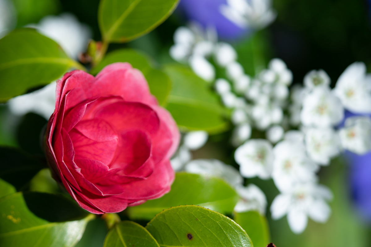 f:id:Paradisia:20190418163314j:plain