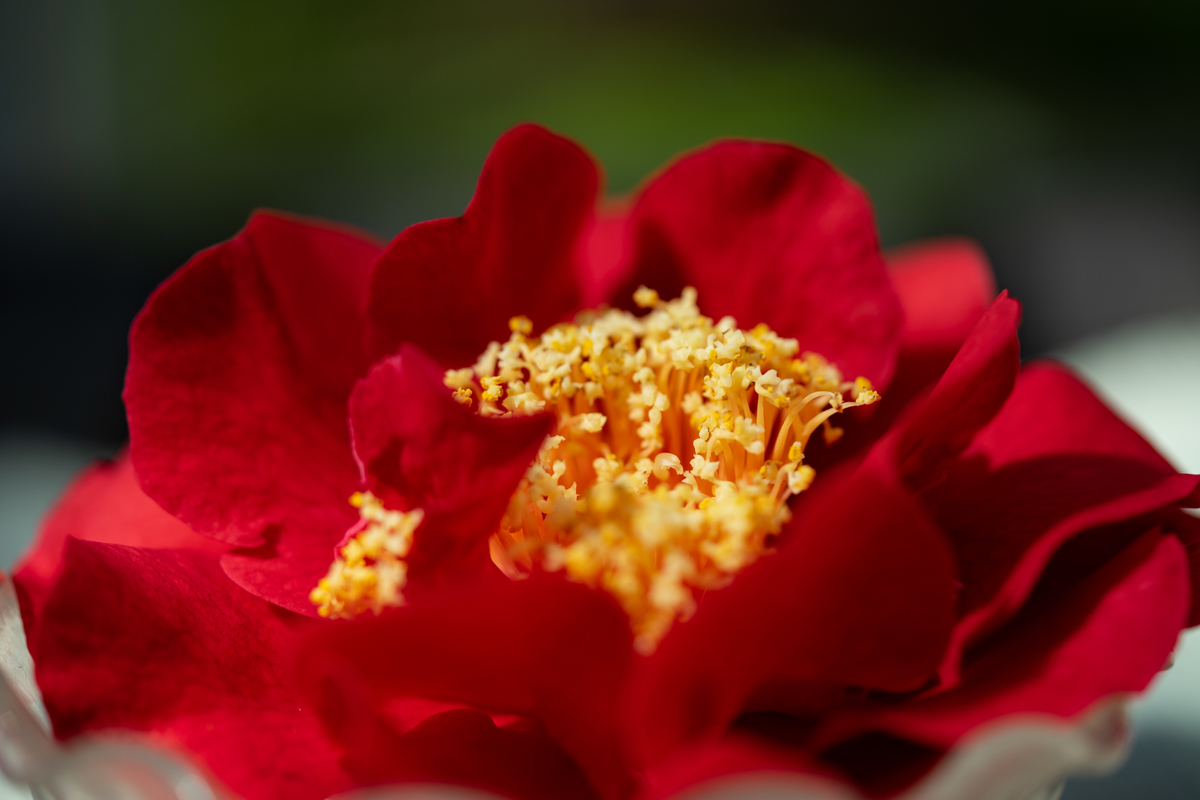 f:id:Paradisia:20190418163431j:plain