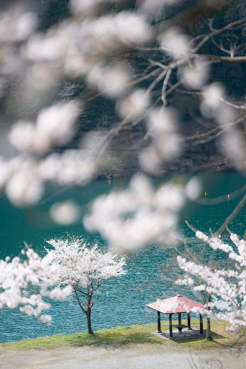 f:id:Paradisia:20190419075751j:plain