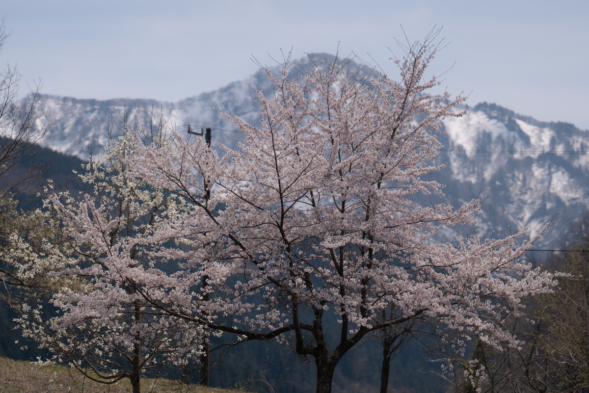 f:id:Paradisia:20190419122644j:plain