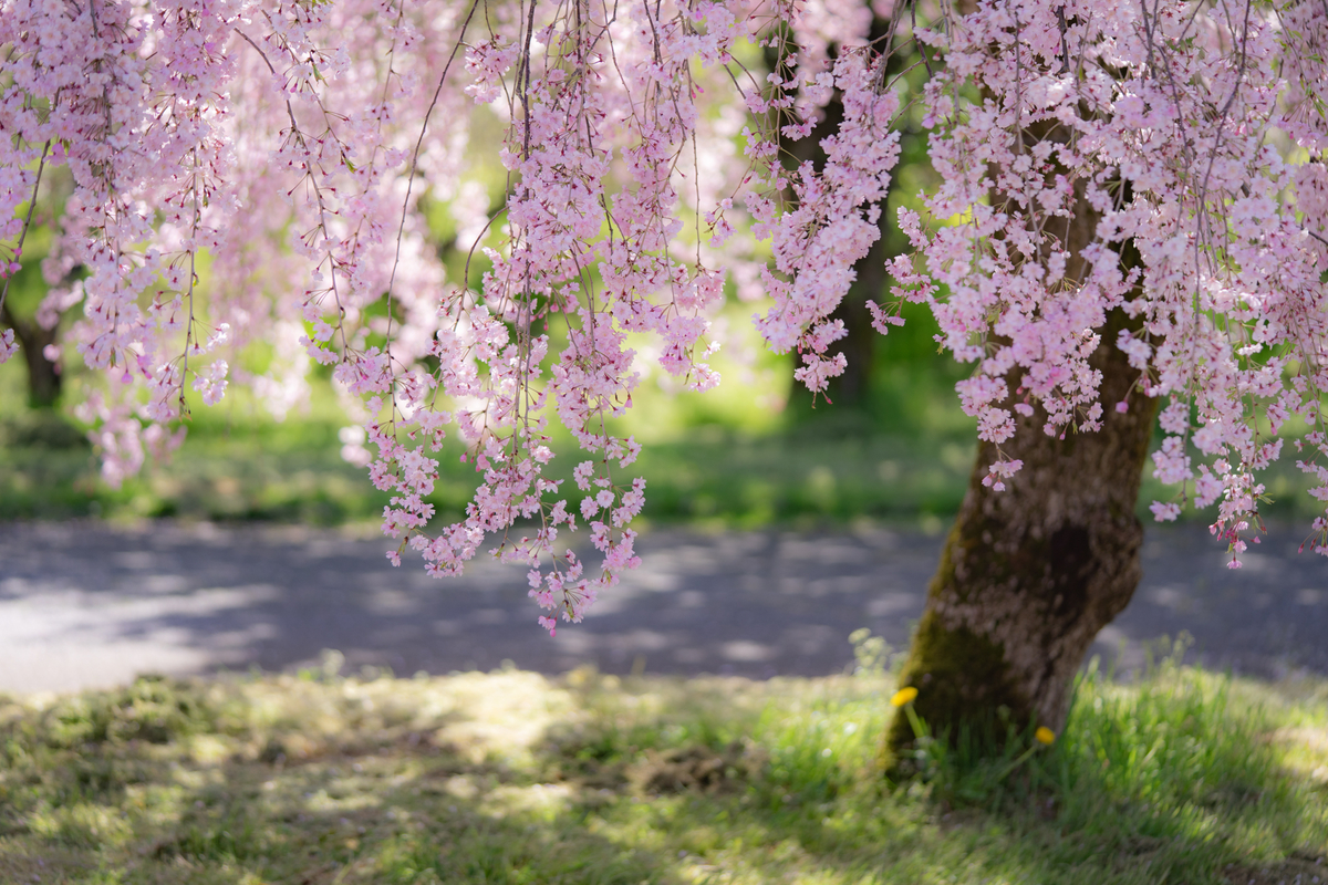 f:id:Paradisia:20190420170210j:plain