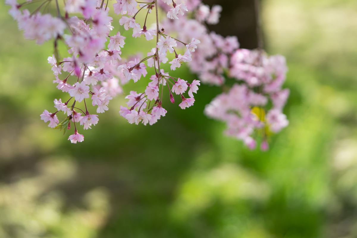 f:id:Paradisia:20190420170234j:plain