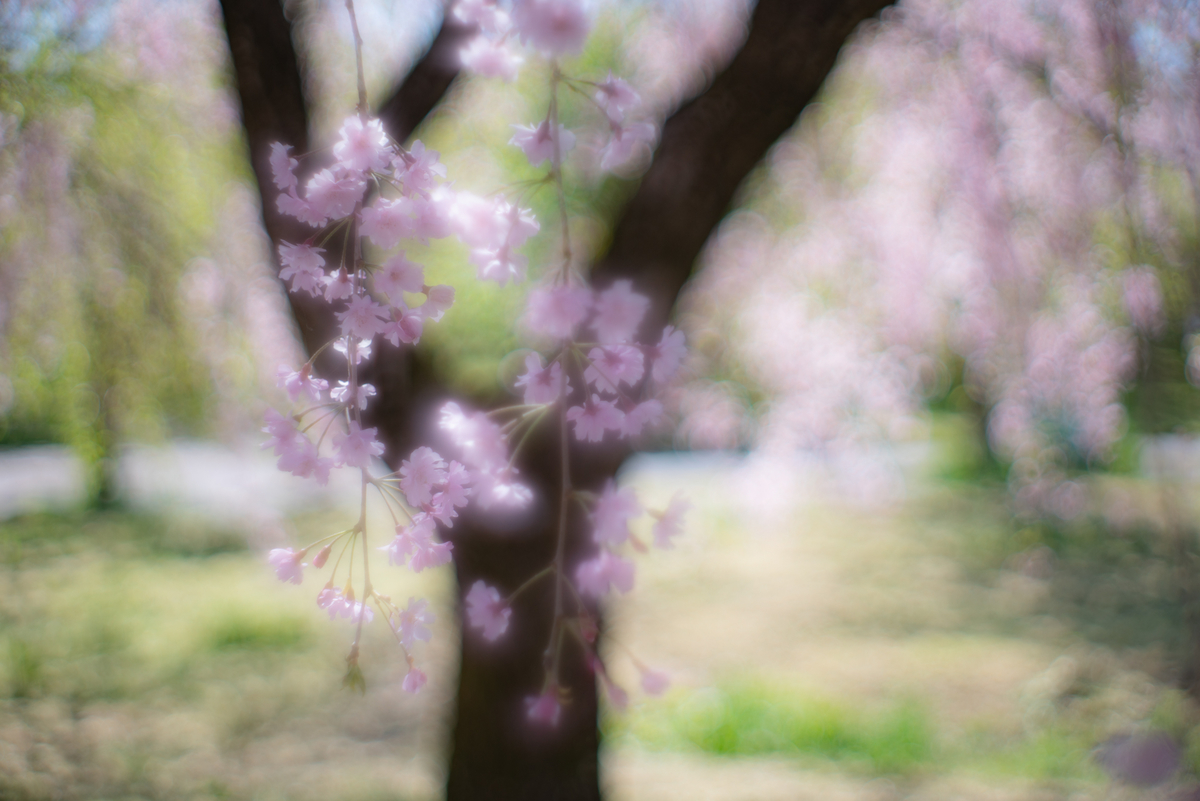 f:id:Paradisia:20190420174028j:plain