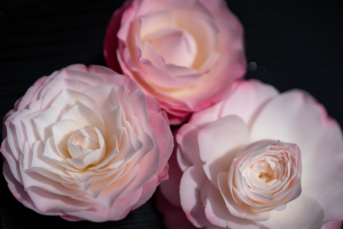 f:id:Paradisia:20190421180710j:plain