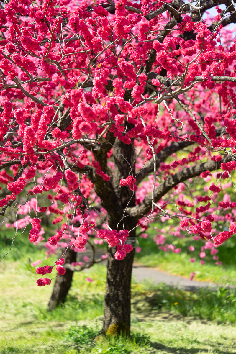 f:id:Paradisia:20190421191054j:plain