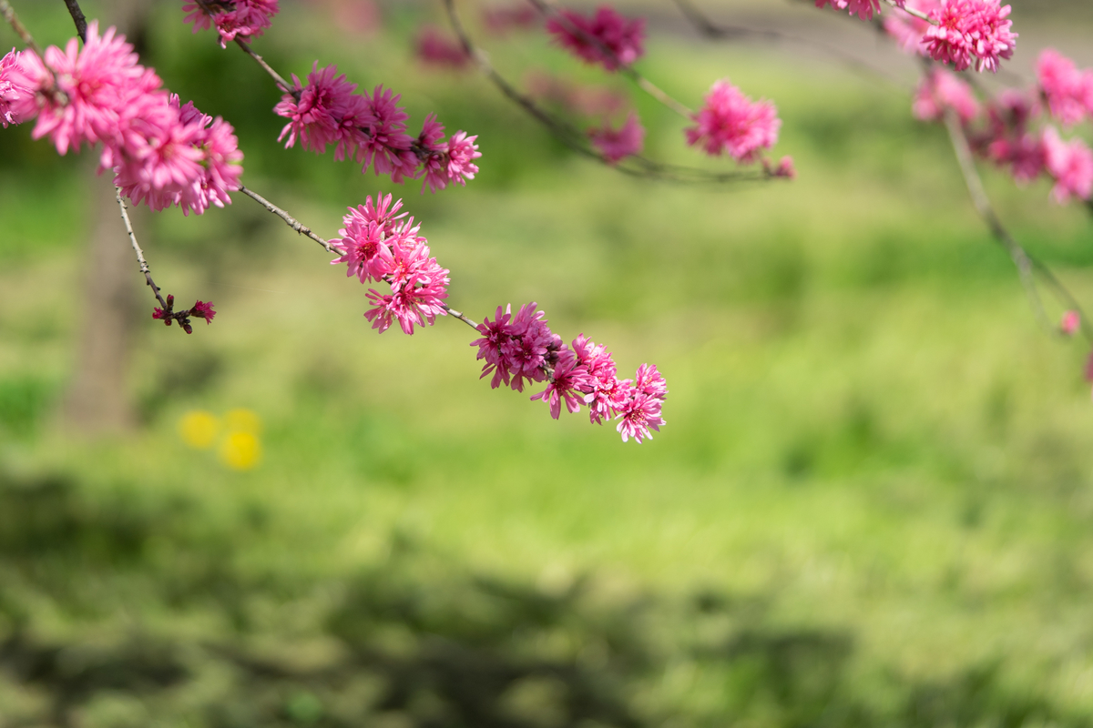 f:id:Paradisia:20190421191116j:plain
