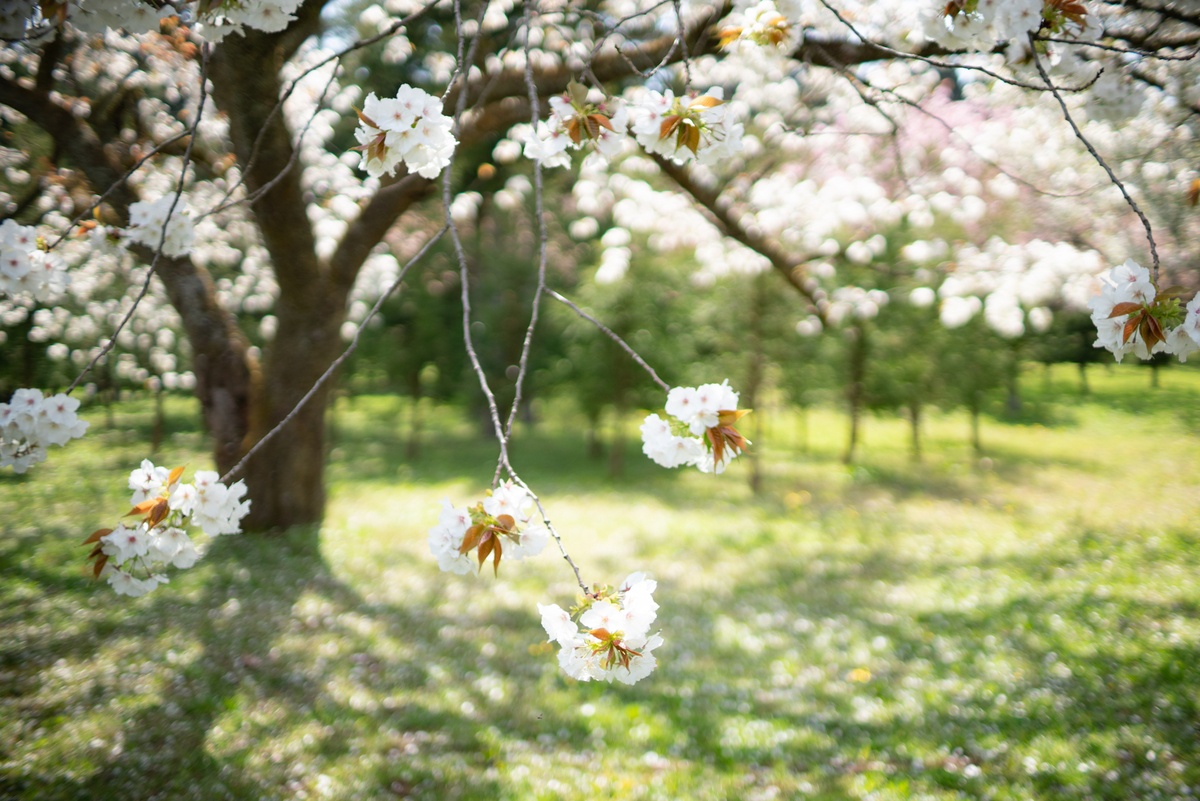 f:id:Paradisia:20190424164840j:plain f:id:Paradisia:20190424164840j:plain
