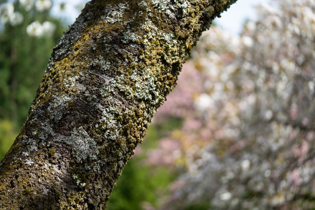 f:id:Paradisia:20190424165110j:plain f:id:Paradisia:20190424165110j:plain
