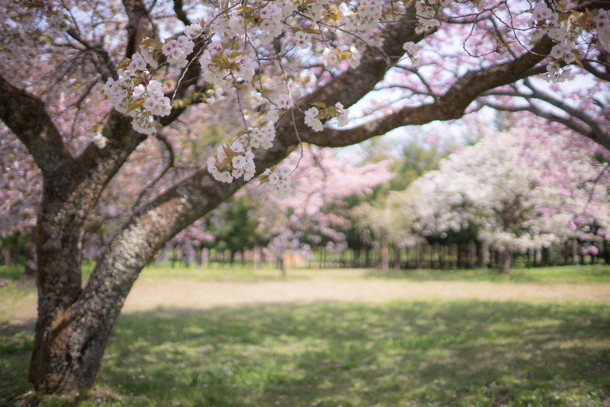 f:id:Paradisia:20190425062441j:plain f:id:Paradisia:20190425062441j:plain