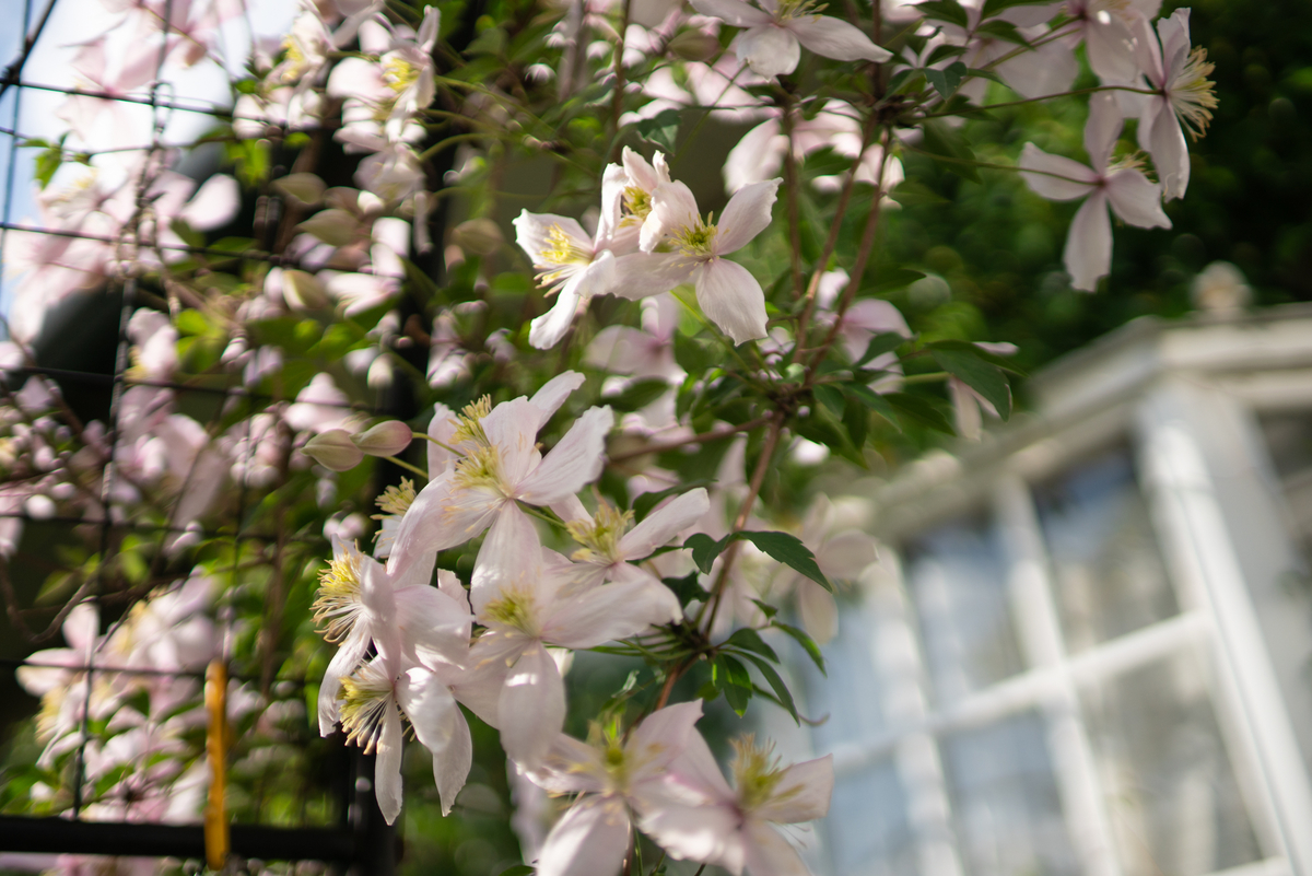 f:id:Paradisia:20190427180943j:plain