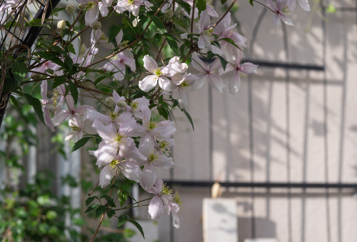 f:id:Paradisia:20190427181001j:plain