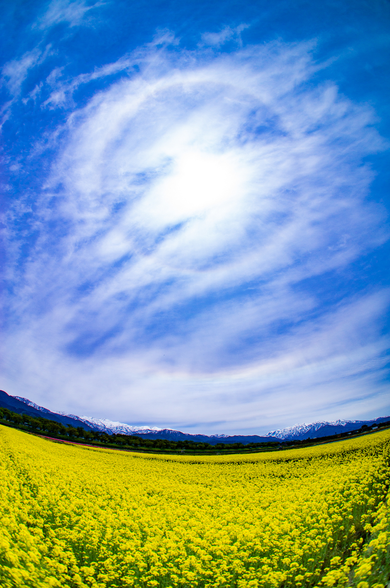 f:id:Paradisia:20190428182626j:plain f:id:Paradisia:20190428182626j:plain
