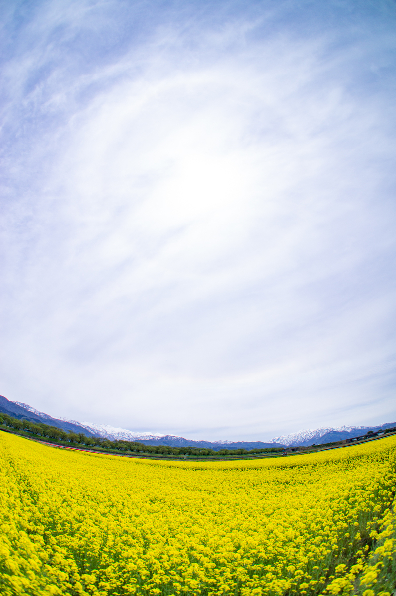 f:id:Paradisia:20190428192337j:plain f:id:Paradisia:20190428192337j:plain