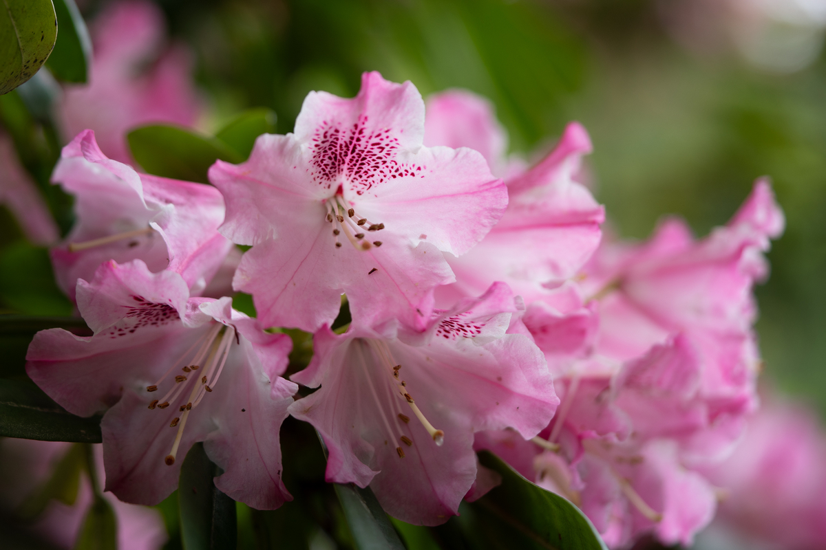 f:id:Paradisia:20190428201427j:plain f:id:Paradisia:20190428201427j:plain