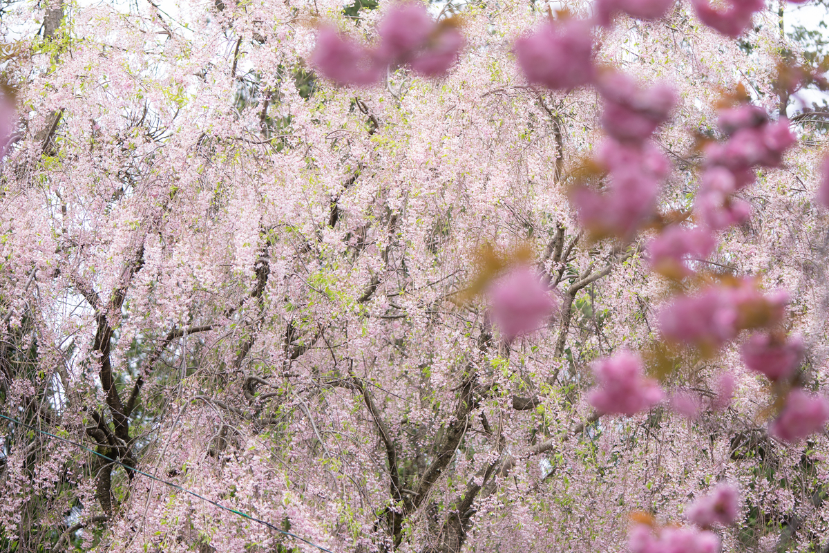 f:id:Paradisia:20190428201647j:plain f:id:Paradisia:20190428201647j:plain