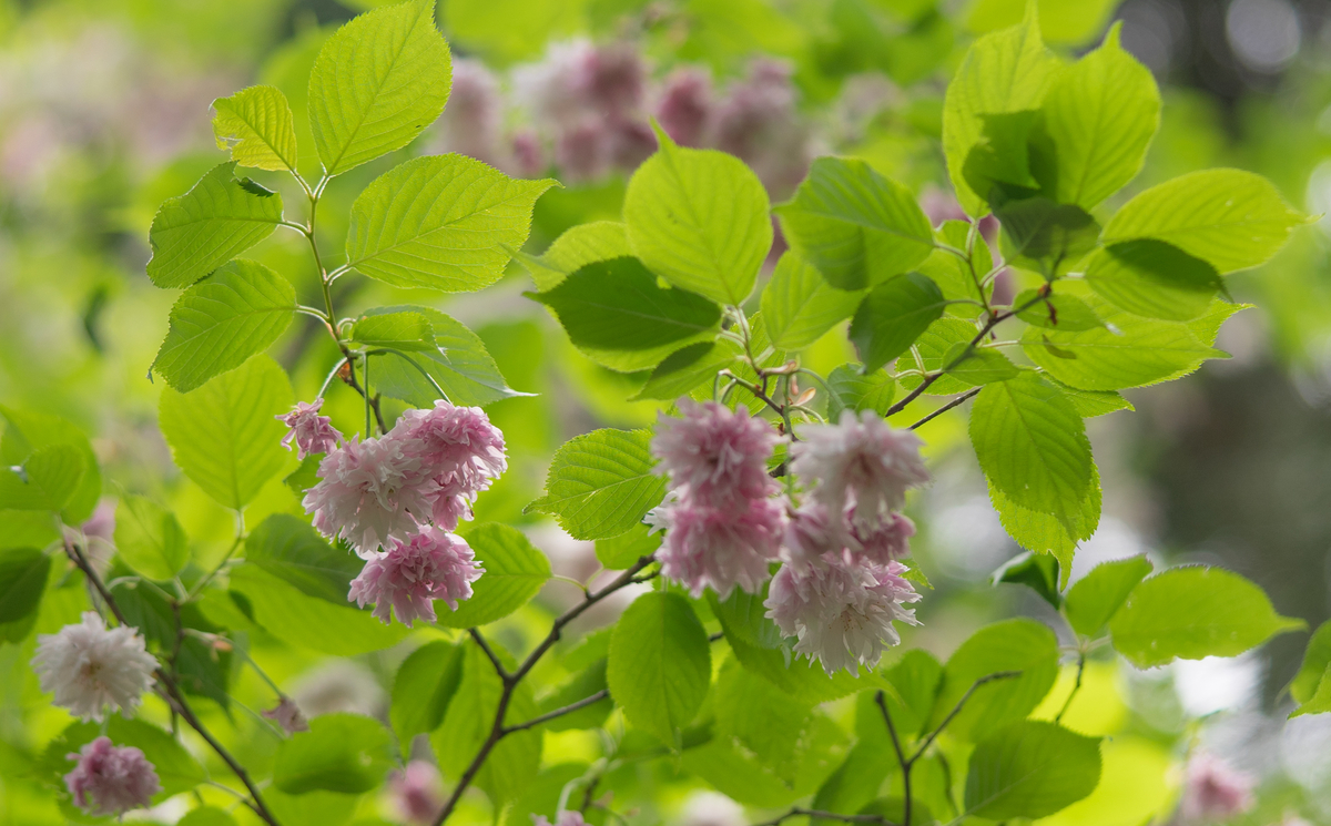 f:id:Paradisia:20190429163413j:plain f:id:Paradisia:20190429163413j:plain