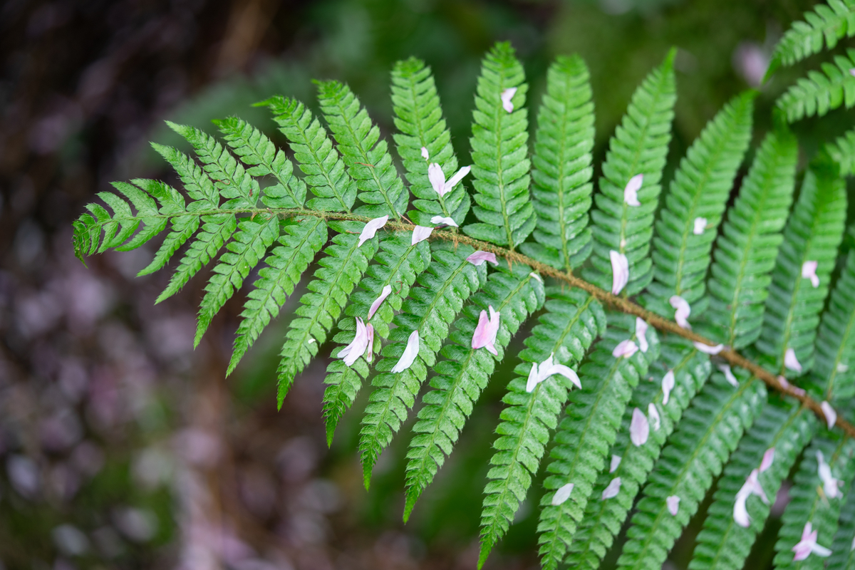 f:id:Paradisia:20190429163528j:plain f:id:Paradisia:20190429163528j:plain