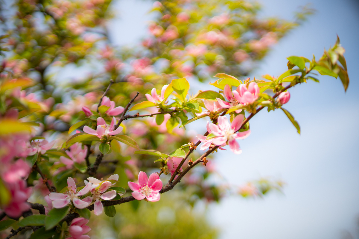 f:id:Paradisia:20190430170733j:plain f:id:Paradisia:20190430170733j:plain