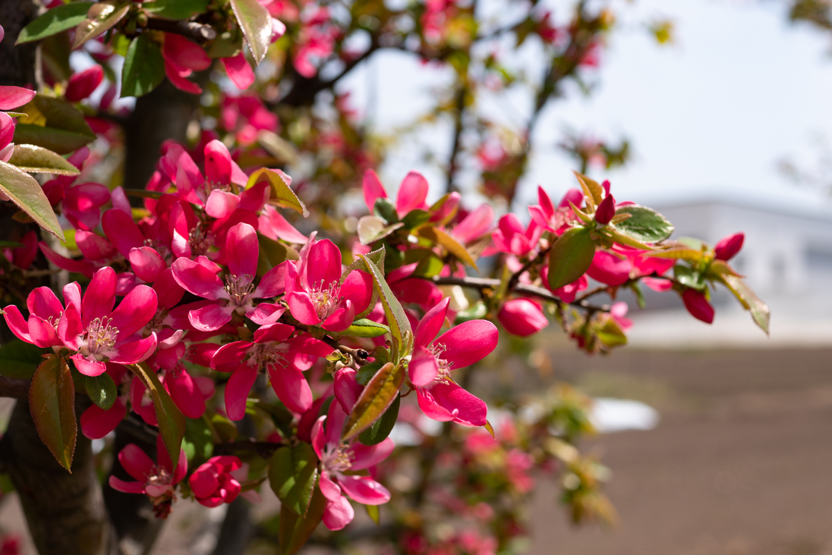 f:id:Paradisia:20190430170941j:plain f:id:Paradisia:20190430170941j:plain