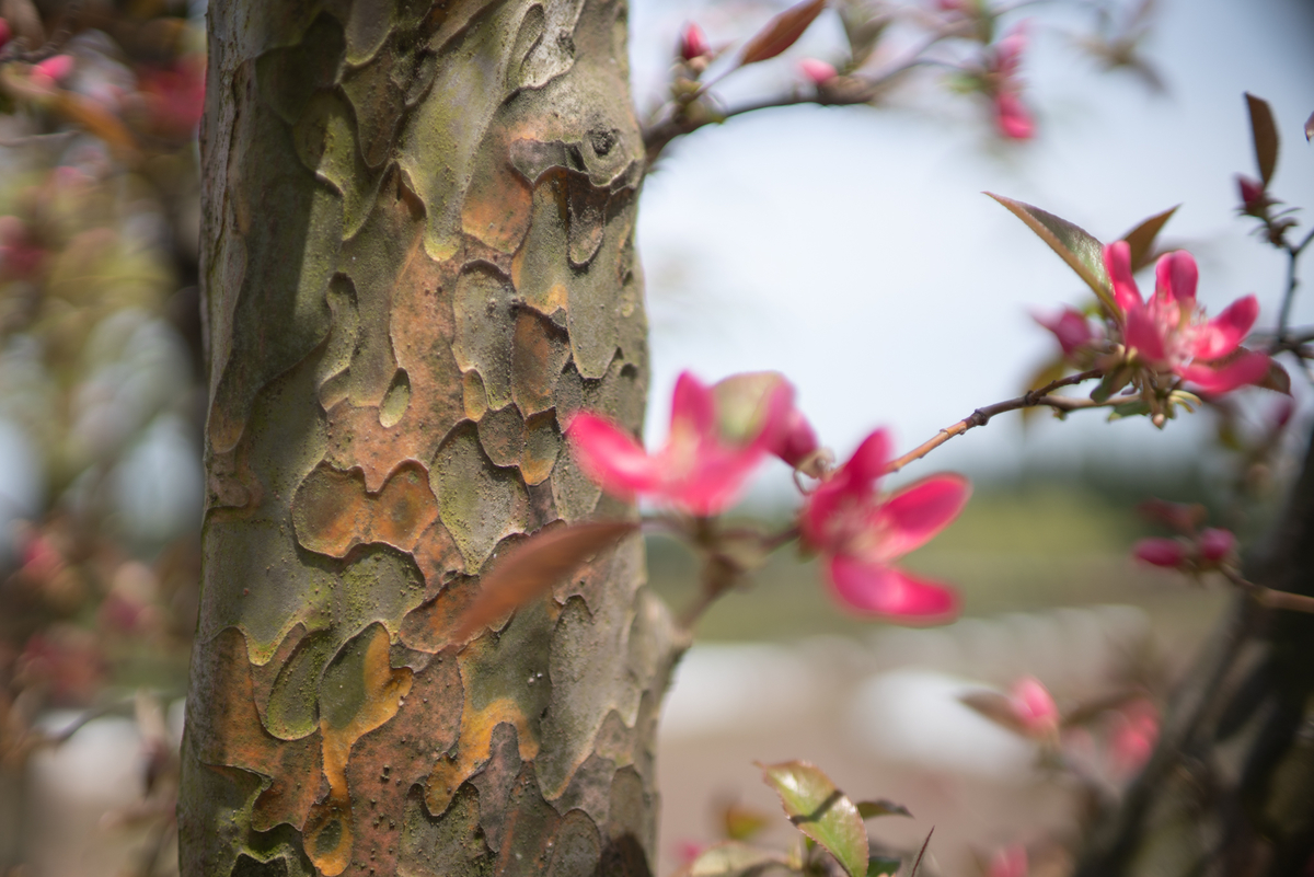 f:id:Paradisia:20190430171107j:plain f:id:Paradisia:20190430171107j:plain