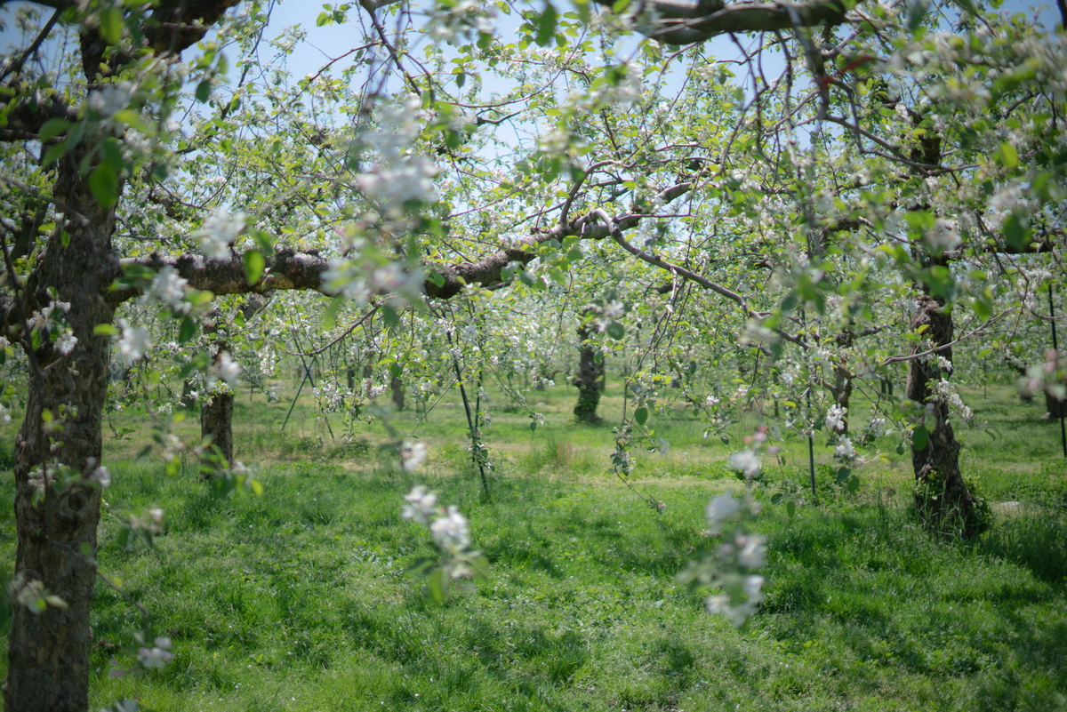 f:id:Paradisia:20190504182218j:plain f:id:Paradisia:20190504182218j:plain