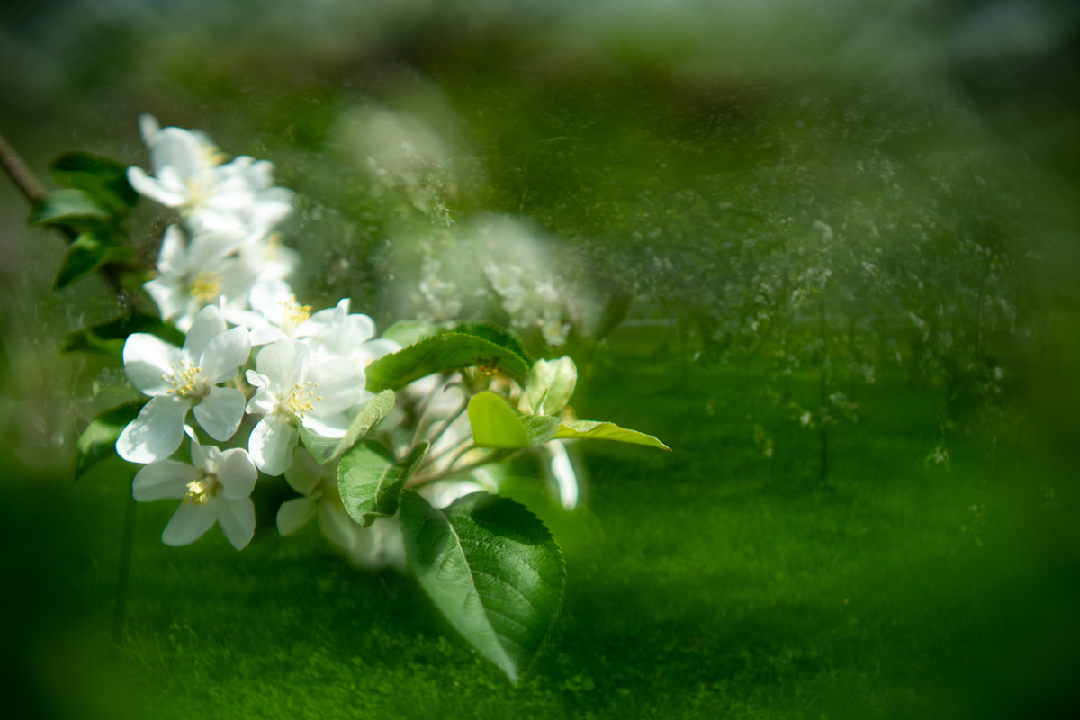 f:id:Paradisia:20190504182935j:plain f:id:Paradisia:20190504182935j:plain