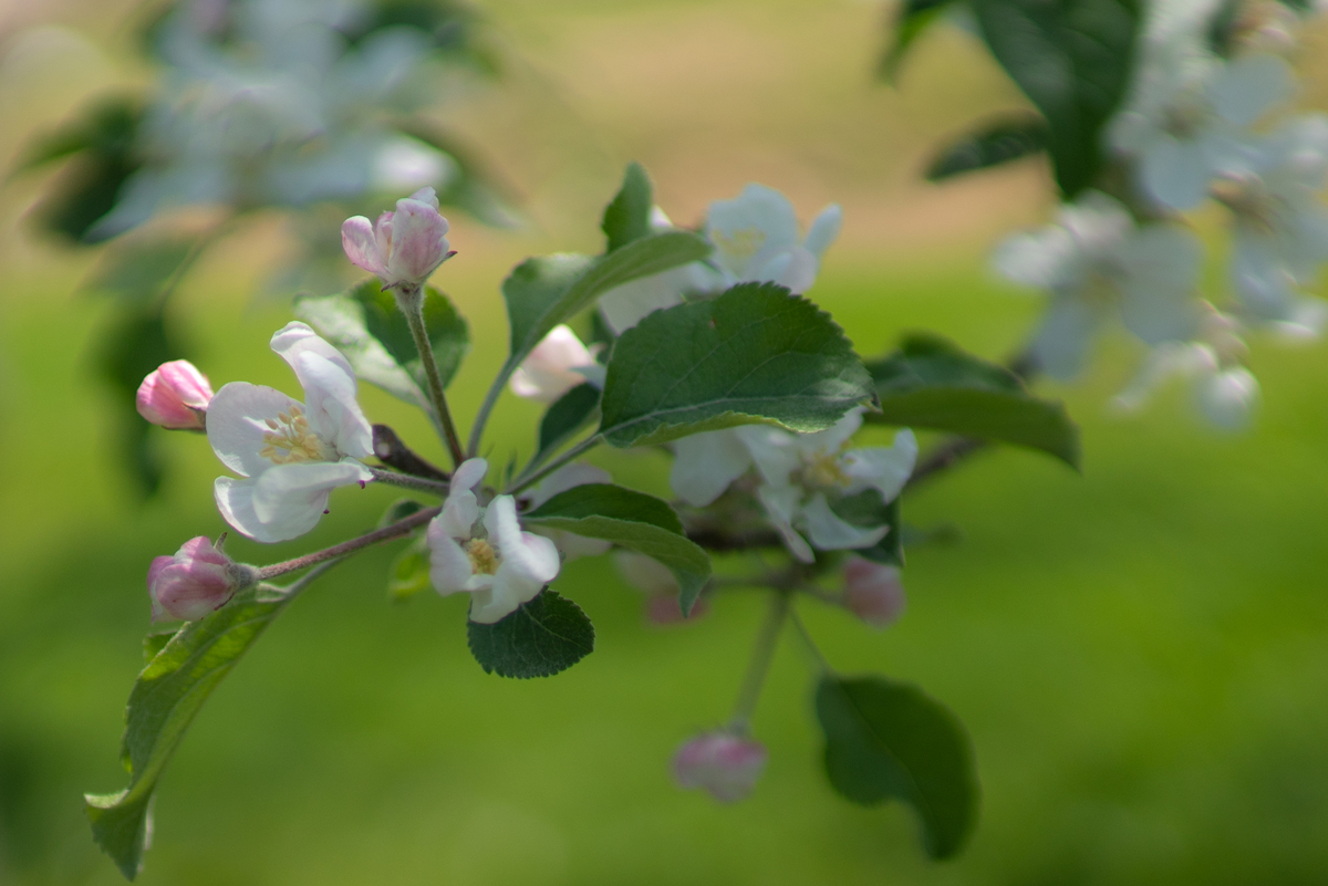 f:id:Paradisia:20190504184058j:plain f:id:Paradisia:20190504184058j:plain