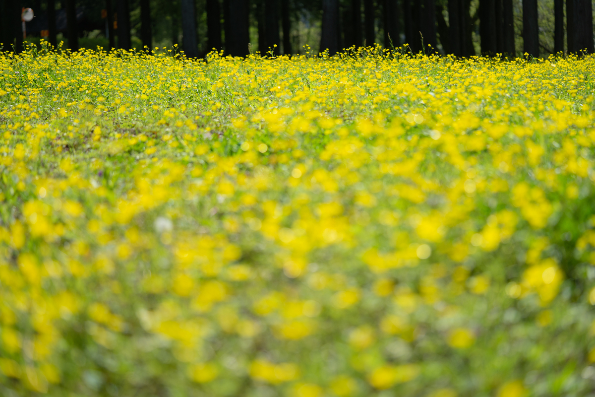 f:id:Paradisia:20190504194436j:plain f:id:Paradisia:20190504194436j:plain